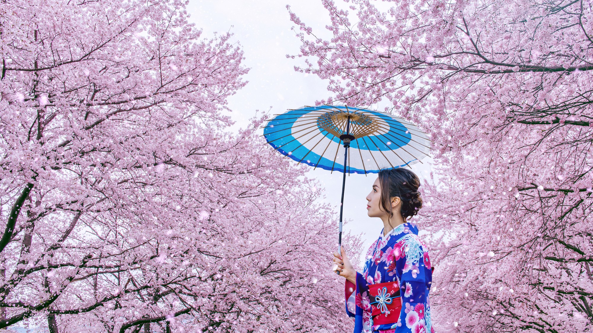 Japonya ve Kore'de Sakura: Kiraz Çiçeklerinin Göz Kamaştırıcı Dünyası