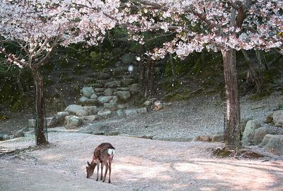 Elegant Japonya & Güney Kore - THY ile 10 Gece - Sakura ve Ramazan Bayramı Dönemi