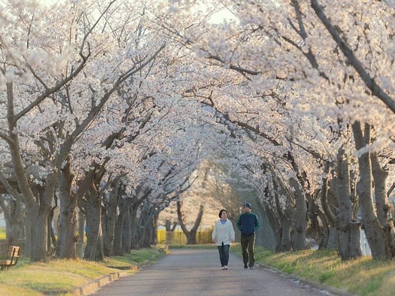 Elegant Japonya & Güney Kore - THY ile 10 Gece - Sakura ve Ramazan Bayramı Dönemi